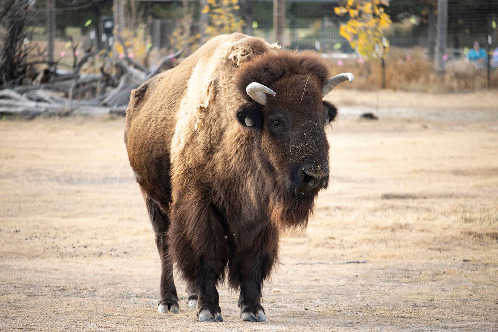 Bison