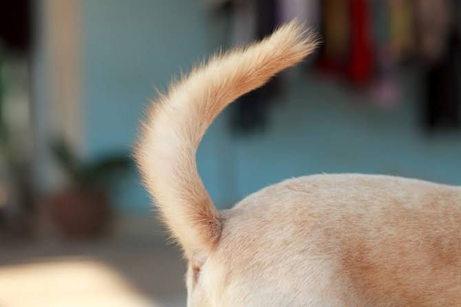 dogs tail