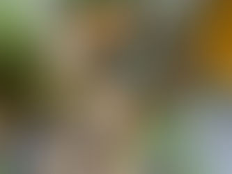 Sweet animals that have all been spay or neutered.