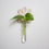 Thumbnail: Daisy Propagation Station