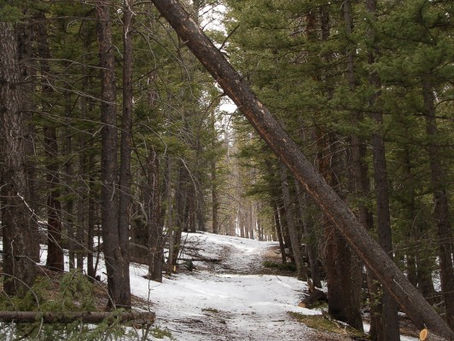 Trail Well Traveled – 1/20