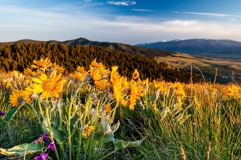 Balsam Root Flowers in Sunlight above Missoula Valley, Missoula, Montana.jpg