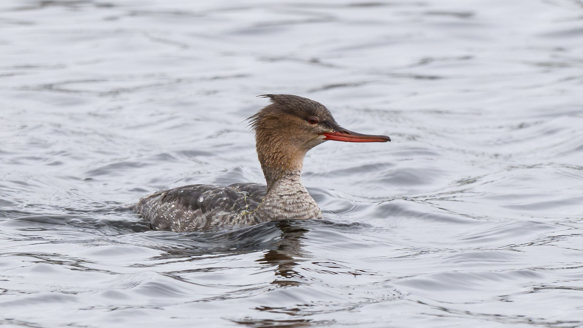 Red-breasted Merganser (Peter Howlett/OWE)