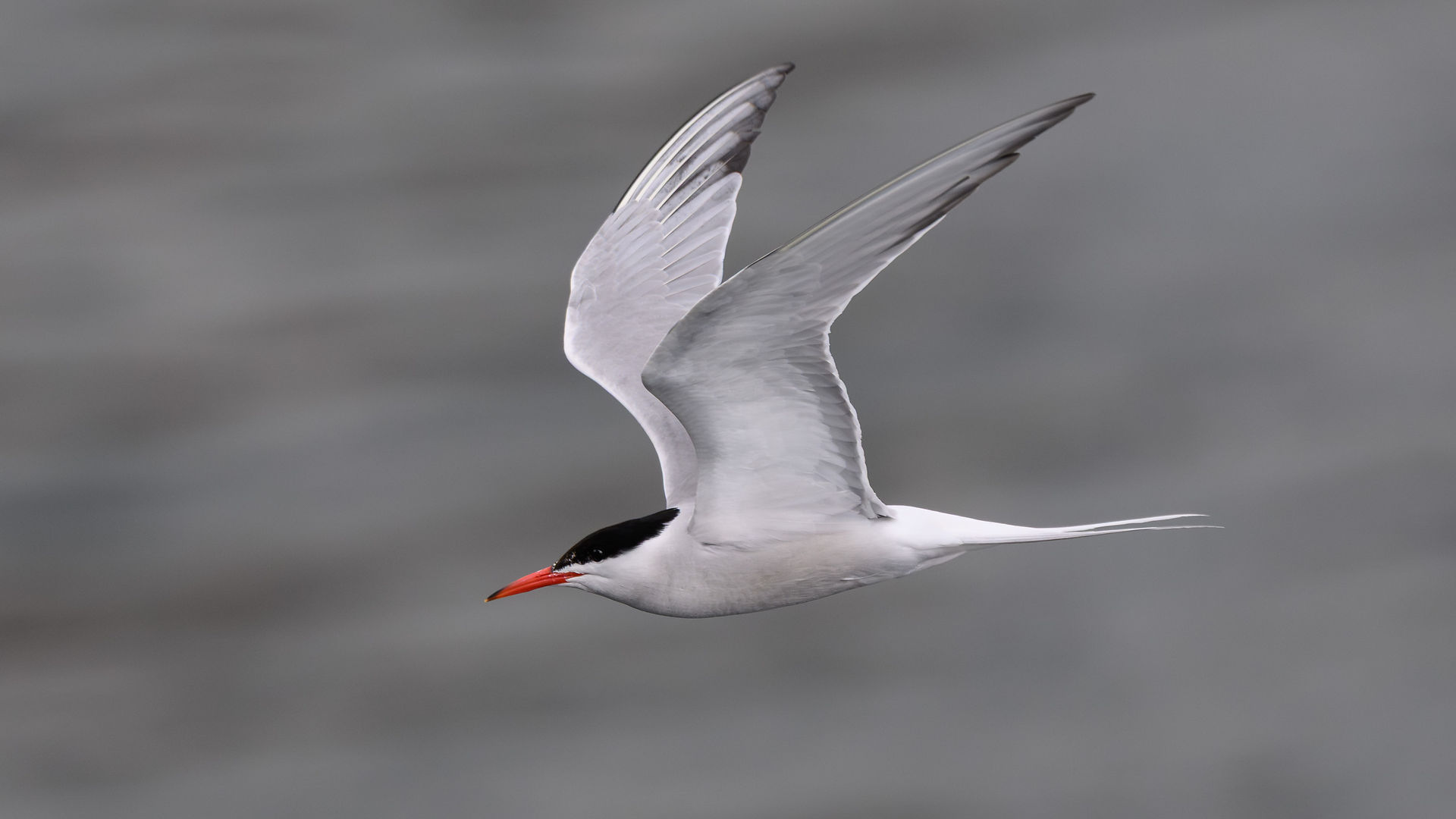 Common Tern (Peter Howlett/OWE)
