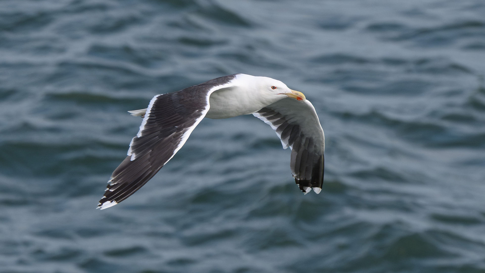 Great Black-backed Gull (Peter Howlett/OWE)