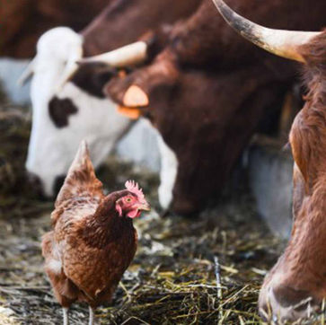 Livestock And Poultry Feed Line