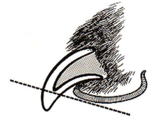 Как подстричь мопсику коготки?