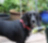 PET1.jpg