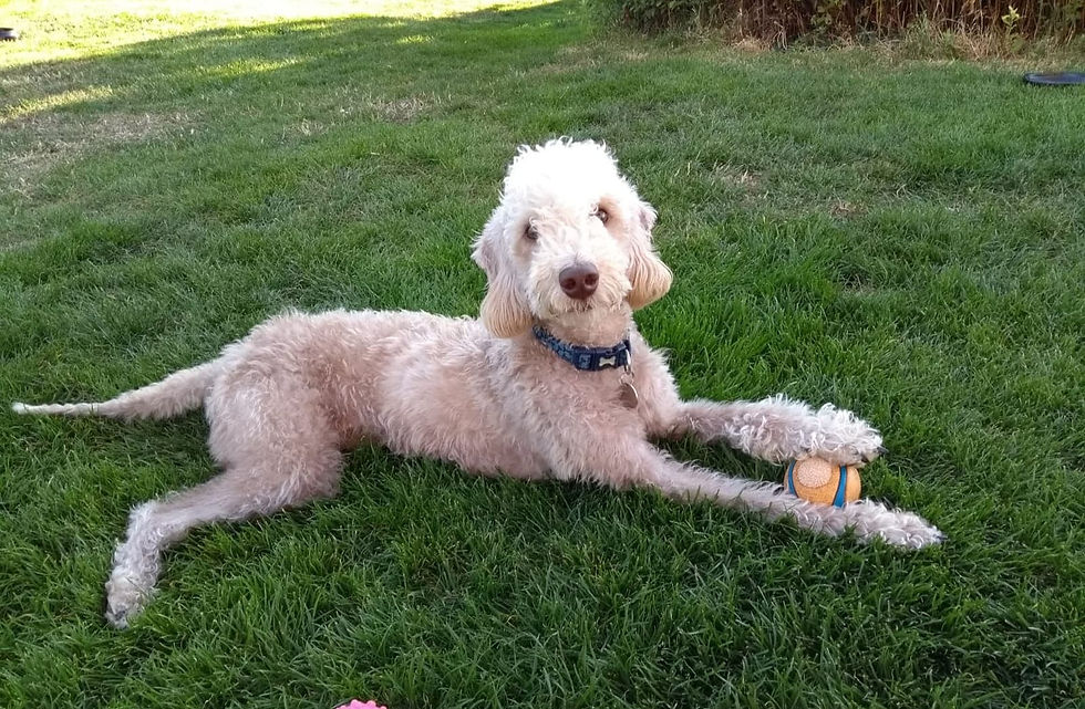 BAXTER.jpg
