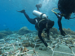 The Urgent Need to Protect Alor’s Coral Reefs for Future Generations