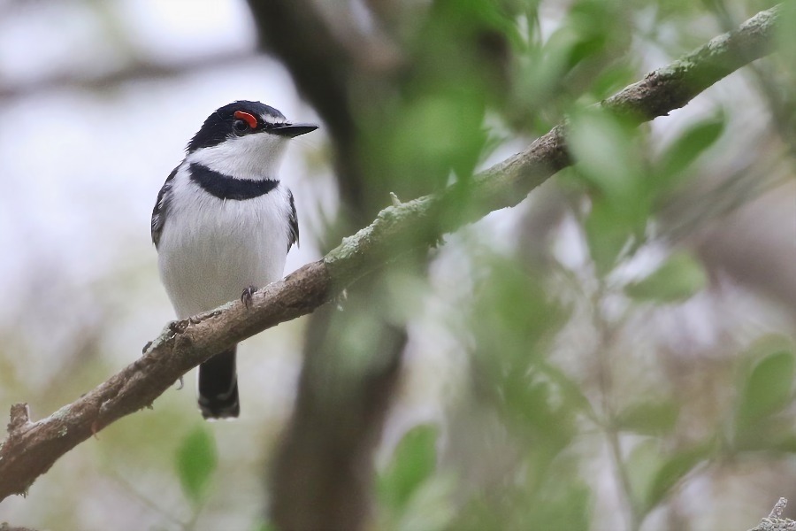 White-fronted Wattle-eye (Joshua Bergmark)