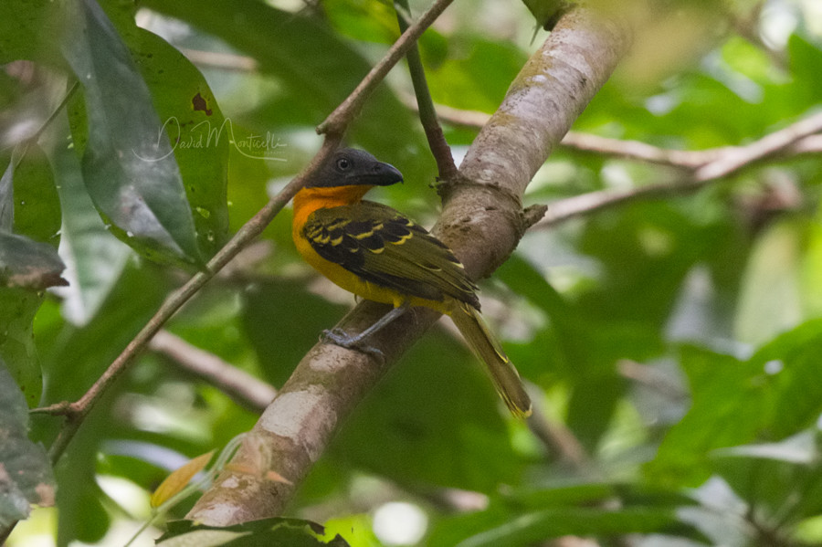 Sierra Leone & Liberia Bird Tour Ornis