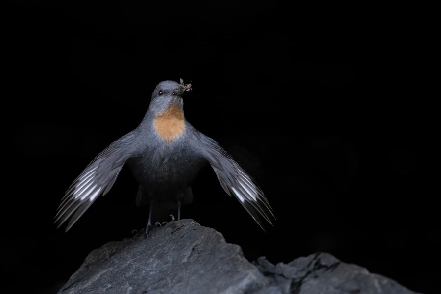 Rufous-throated Dipper (Ross Gallardy)