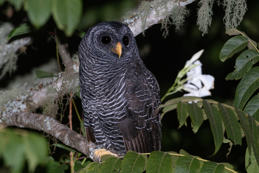 Black-banded Owl (Julien Mazenauer)