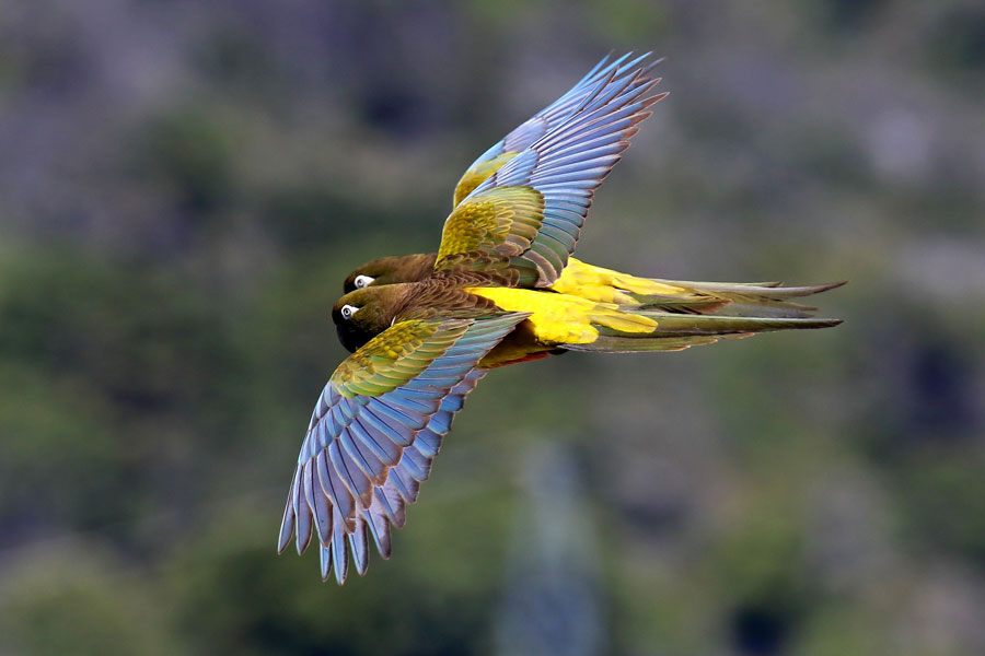 Burrowing Parrot (Daniel López Velasco)
