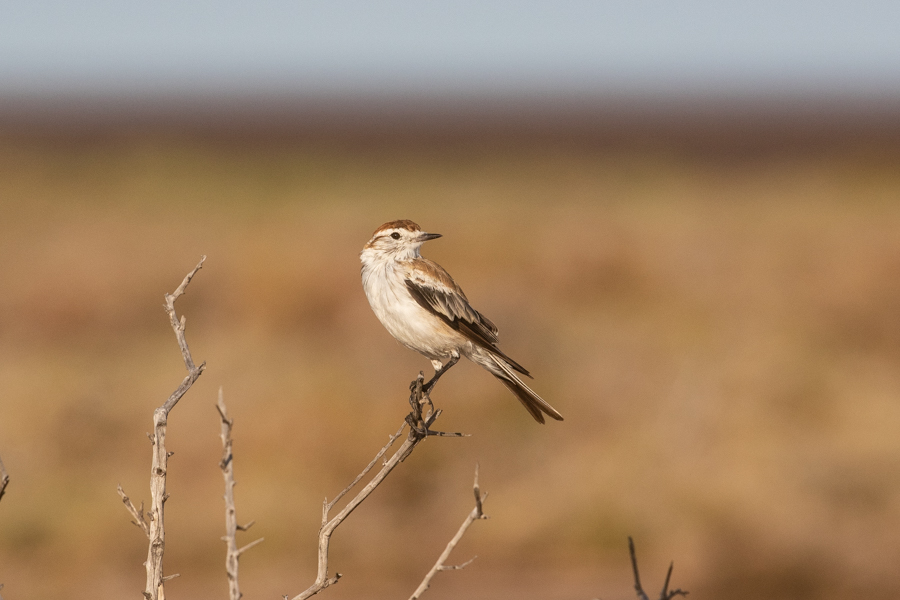 Salinas Monjita (Julien Mazenauer)