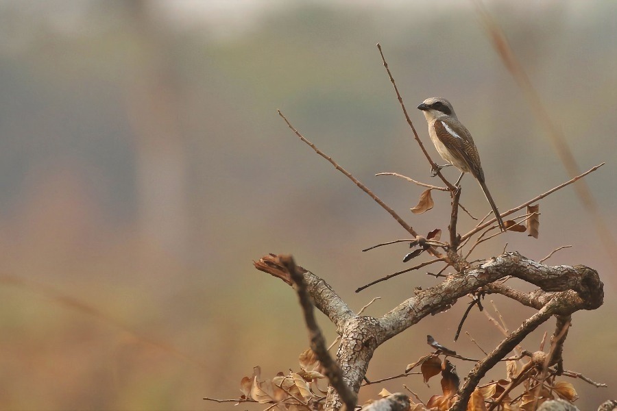 Souza's Shrike (Joshua Bergmark)