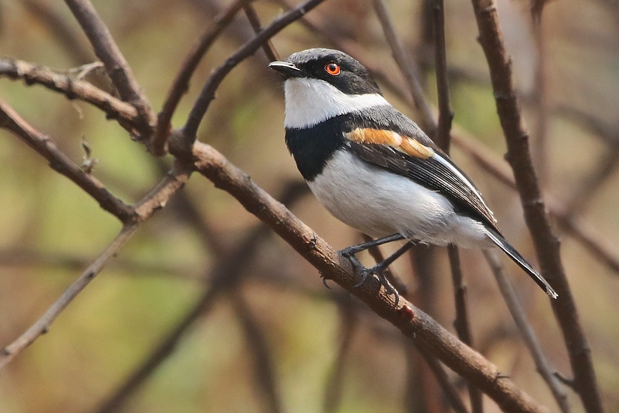 Margaret's Batis (Joshua Bergmark)
