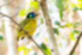 ornisbirdinglogowhite.png