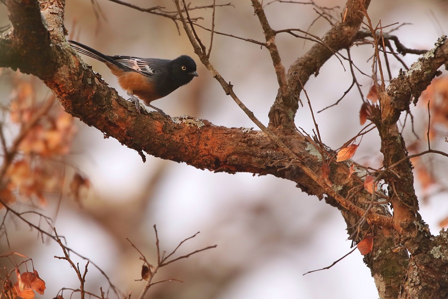 Rufous-bellied Tit (Joshua Bergmark)