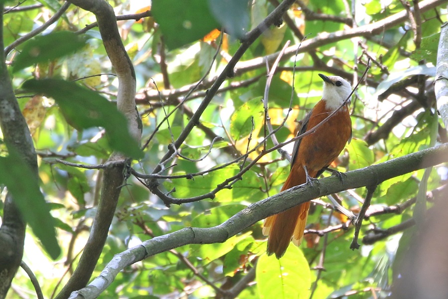 White-headed Robin-Chat (Joshua Bergmark)