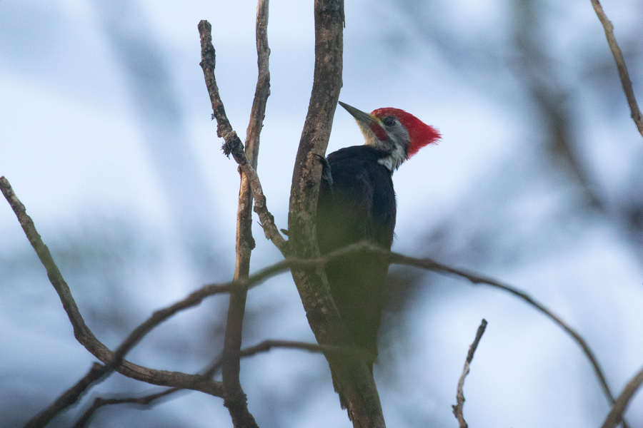 Black-bodied Woodpecker (Julien Mazenauer)
