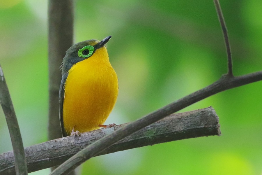 Yellow-bellied Wattle-eye (Joshua Bergmark)