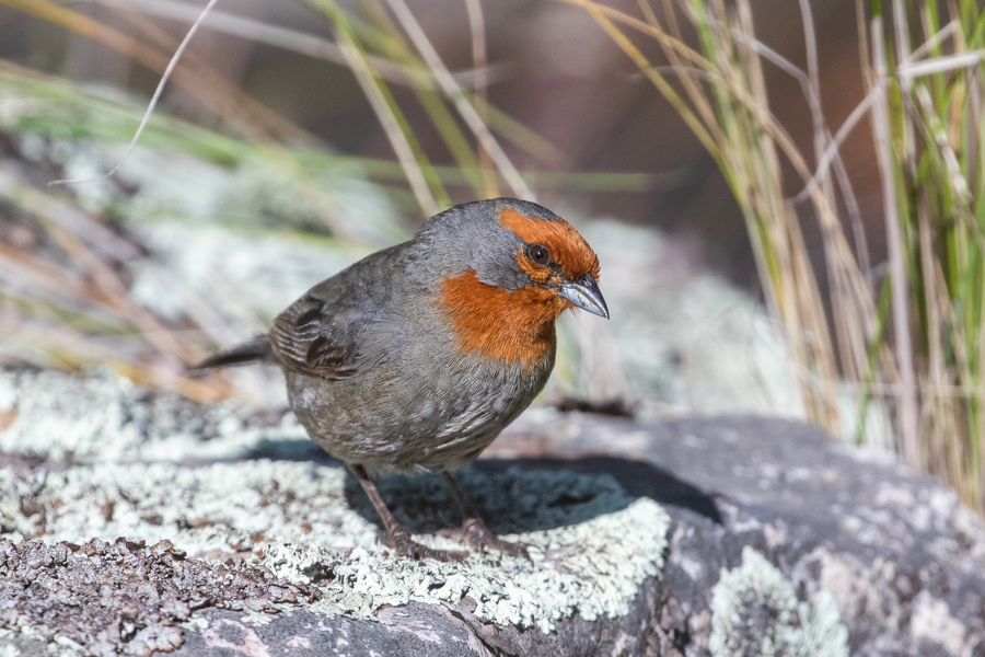 Tucuman Mountain Finch (Julien Mazenauer)