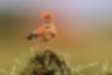 ornisbirdinglogowhite.png