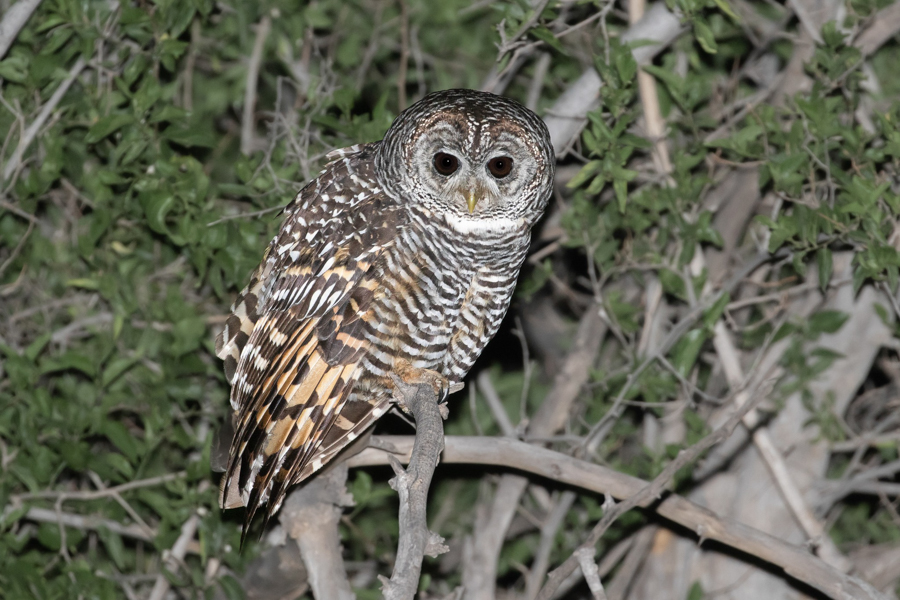 Chaco Owl (Julien Mazenauer)
