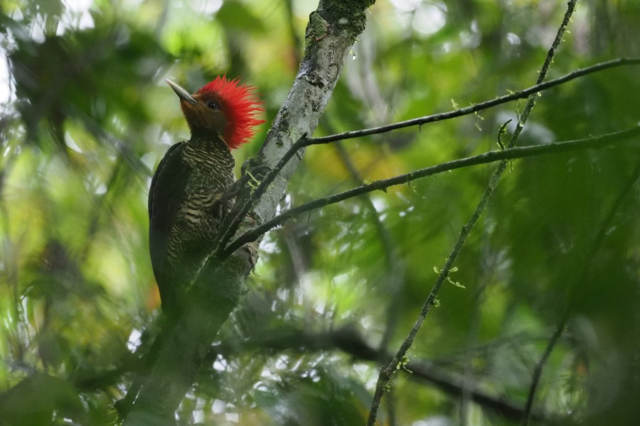Brazil: South-East Atlantic Forest Bird Tour | Ornis