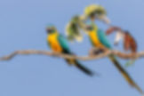 ornisbirdinglogowhite.png