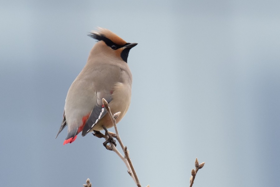 Japanese Waxwing (Simon Colenutt)