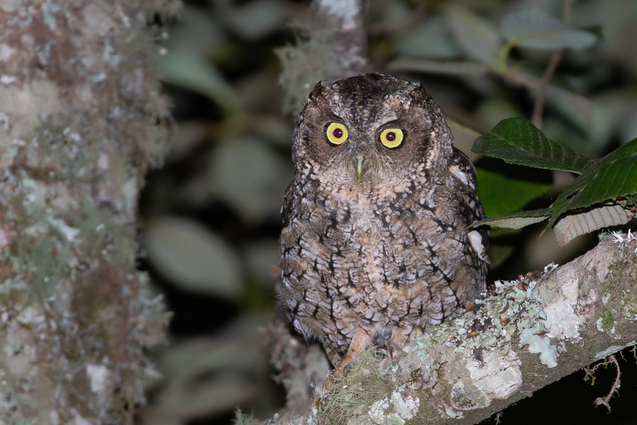 Yungas Screech Owl (Julien Mazenauer)
