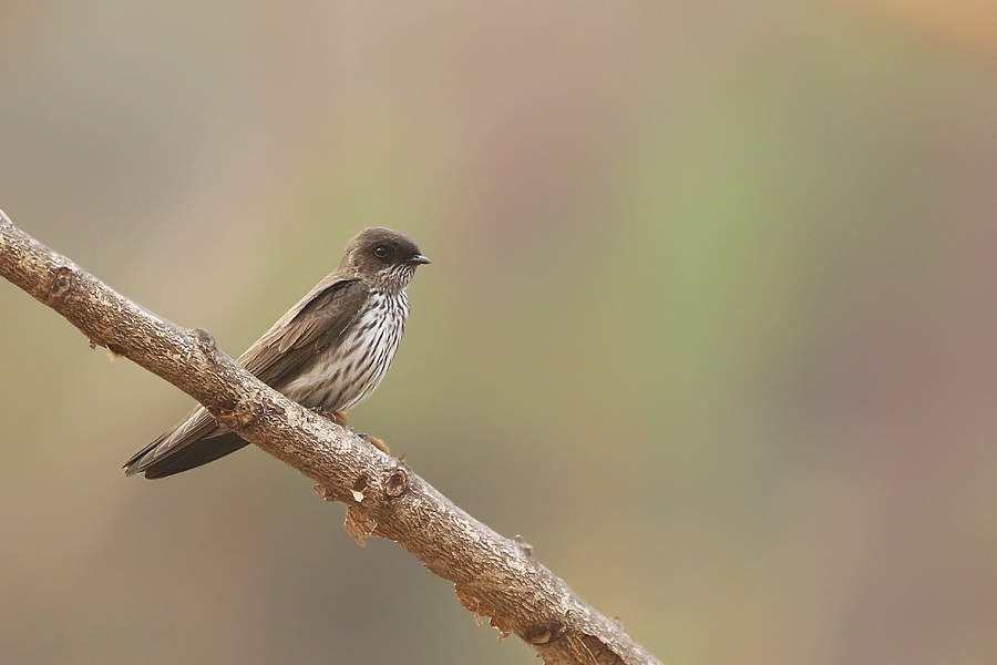 Brazza's Martin (Joshua Bergmark)