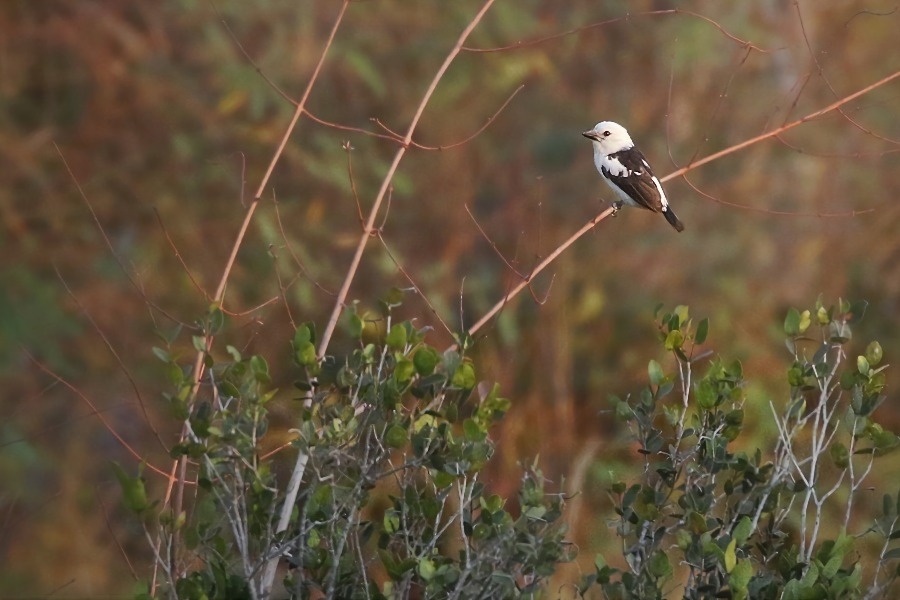White-bellied Barbet (Joshua Bergmark)