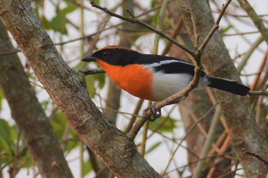 Braun's Bushshrike