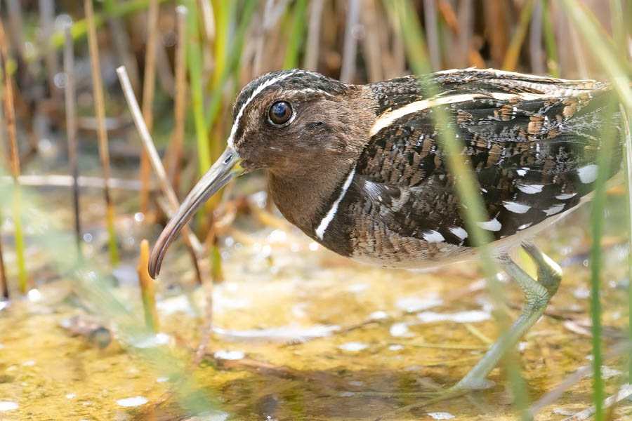 South American Painted Snipe (Julien Mazenauer)