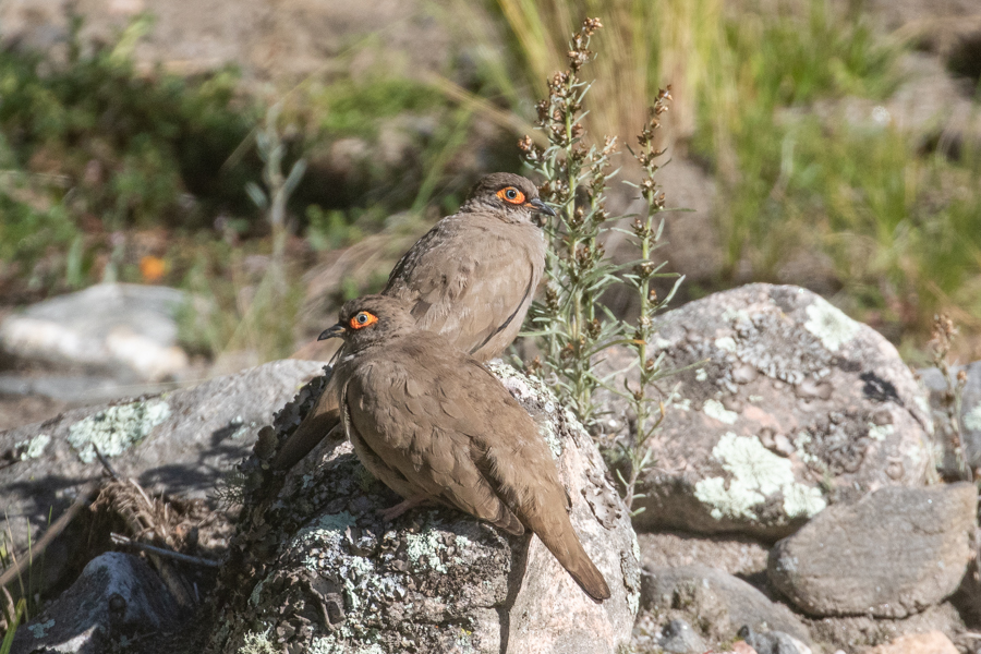 Bare-eyed Ground Dove (Julien Mazenauer)