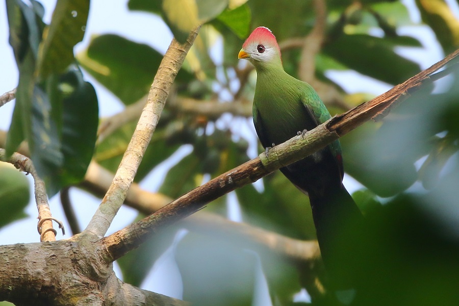Red-crested Turaco (Joshua Bergmark)