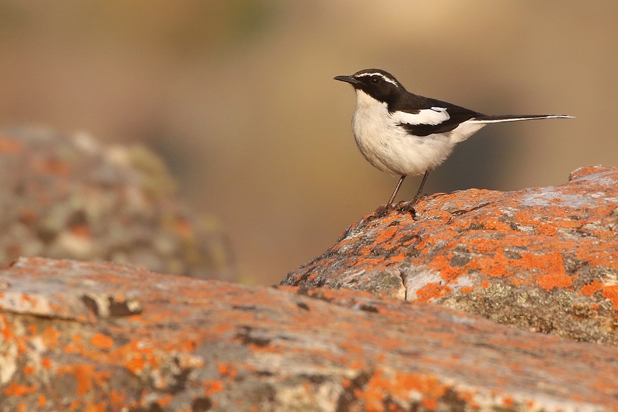 Angola Cave Chat (Joshua Bergmark)