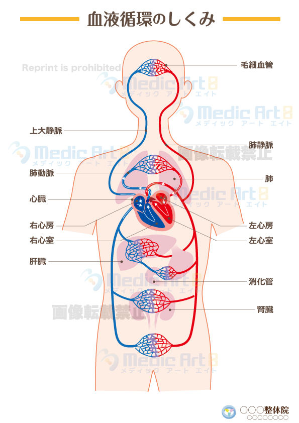 DC28_A4 血液循環のしくみ 患者さん説明用資料