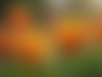 Gardening Tips: Elevate Your Floral Design Skills