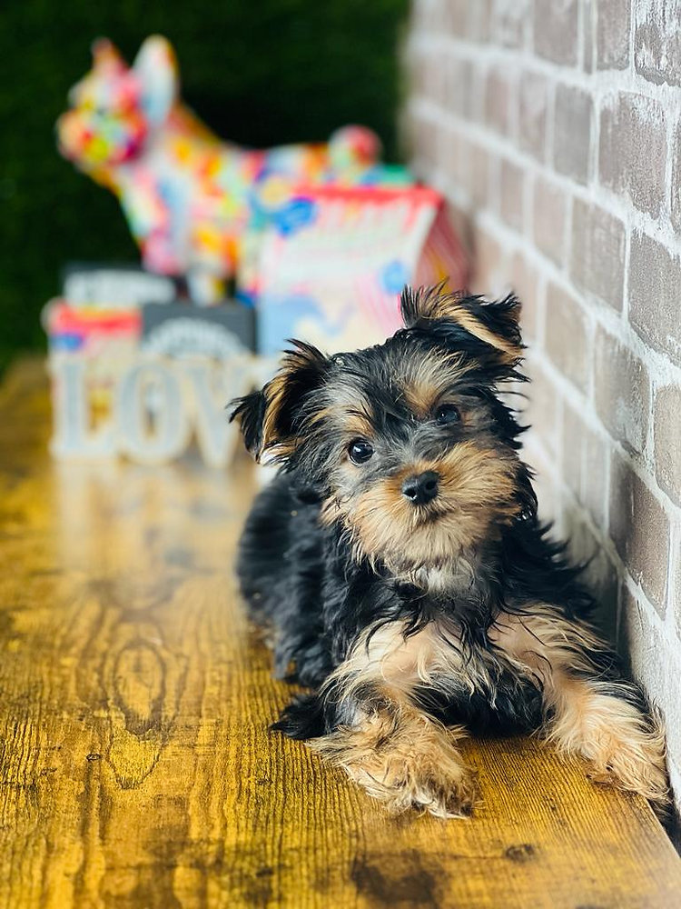 Top 10 Hypoallergenic Puppy Breeds