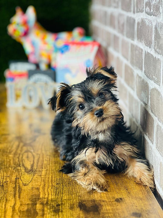 Walter the Yorkie sitting on a ledge
