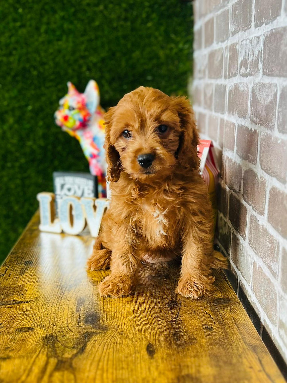 Cavapoo sitting on a ledge, an ideal hypoallergenic puppy.