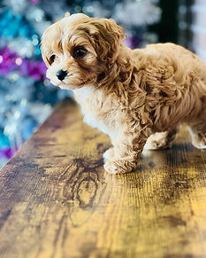 Morkiepoo M 4314.jpg