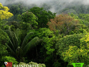 The FD Consultant is proud to be a Conservation Circle partner of Rainforest Trust UK