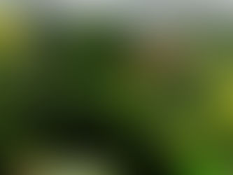 The FD Consultant is proud to be a Conservation Circle partner of Rainforest Trust UK