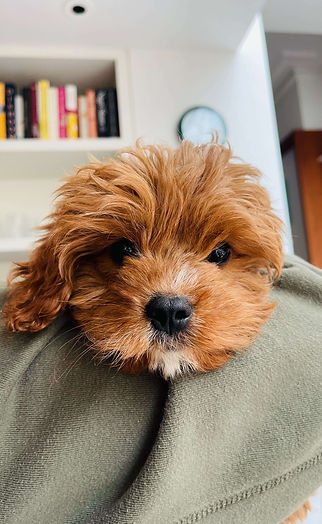 Puppy enjoying gentle obedience training in West London